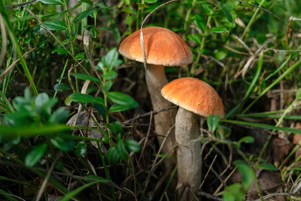 Red-capped scaber stalk mushrooms in forest grass in the morning light. Mushroom season in Ukraine. Close up.
