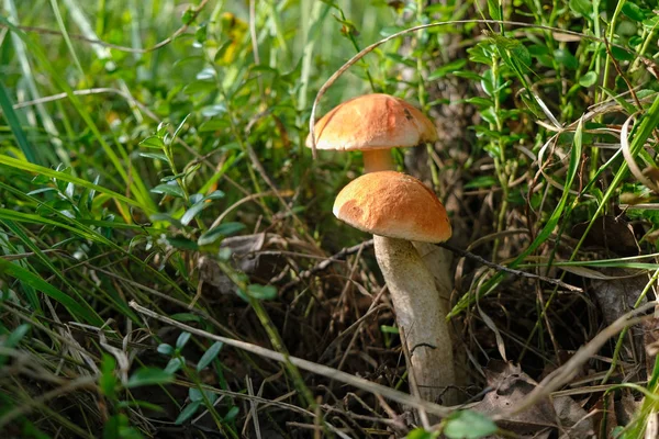Two Red-capped scaber stalk mushrooms in forest grass in the morning light. Mushroom season in Ukraine. Close up.