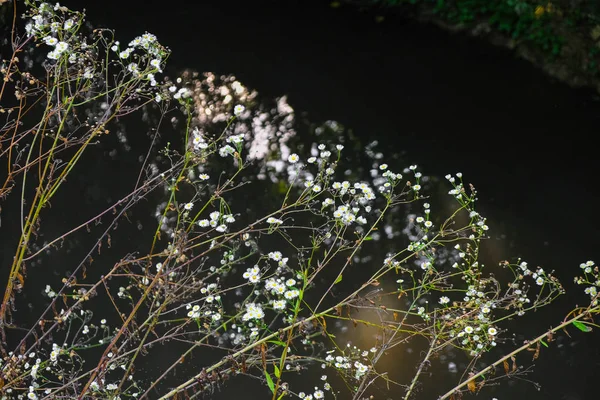 Arbusto Manzanilla Salvaje Sobre Abismo Del Río Negro Iluminación Fragmentos — Foto de Stock