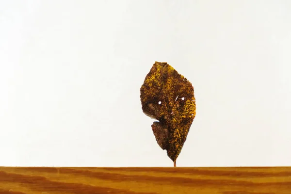 Leaf in the form of face with the mood of autumn fixed on a wooden surface on a white background. Minimalism. Copy space.