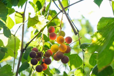 Akşam güneşinin yumuşak ışığında iki demet kırmızı üzüm. Ukrayna doğası.