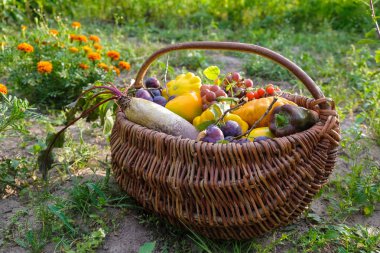 Hasır bir sepette taze toplanmış sebzeler. Ukrayna 'da küçük işletmelerde organik gıdalar. İnternette ürün kavramı.