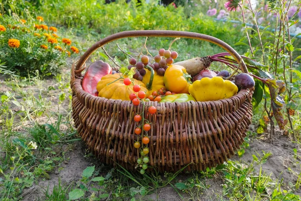 Set Verdure Biologiche Cesto Vimini Orto Villaggio Ucraina Cesto Salice — Foto Stock