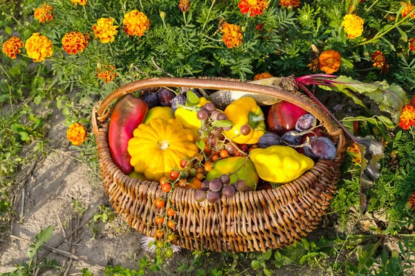 Verdure Appena Raccolte Cesto Vimini Uno Sfondo Calendule Crescere Verdure — Foto Stock