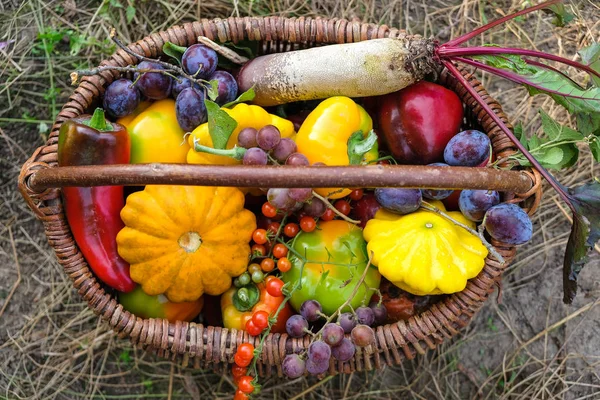 Set Verdure Biologiche Cestino Vimini Una Piccola Fattoria Ukraine Products — Foto Stock