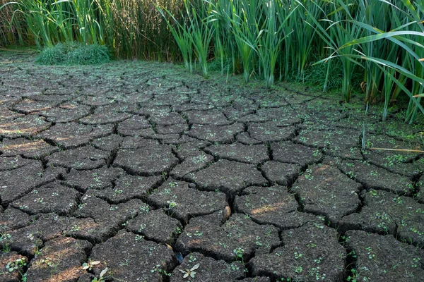 Cracked Bottom Parched Lake Drought Season Ukraine Rays Morning Sun — Stock Photo, Image