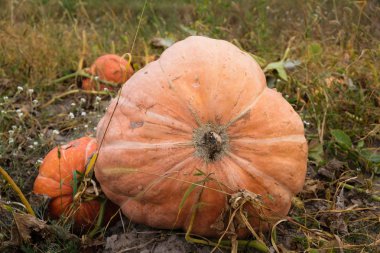 Büyük alandaki kuru çimenlerde balkabağı ulaştı. Ukrayna'da hasat sezonu.