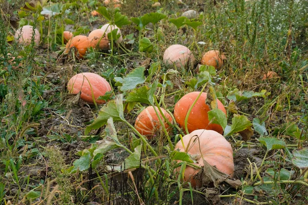 Campo Abóboras Pela Manhã Colheita Ucrânia — Fotografia de Stock