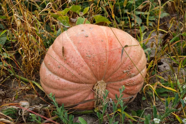 Abóbora Grande Alcance Campo Ucrânia Temporada Colheita Fechar — Fotografia de Stock