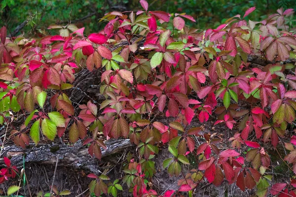 Ukrayna Orman Sonbaharda Yabani Üzüm Renk Yüzeyi Kırmızı Yeşil Tonları — Stok fotoğraf