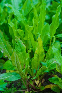  Ukrayna tarımında güneşli bir sabahta Sorrel yaprakları topraktan çıkar. Sağlıklı beslenme konsepti. Uzayı kopyala Dikey resim.