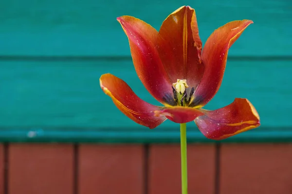 Tulip Lush Lava Color Полном Расцвете Фоне Деревянной Стены Загородного — стоковое фото