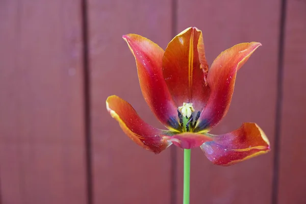 Tulip Lush Lava Color Полном Цвете Деревянном Фоне Цвета Burgundy — стоковое фото