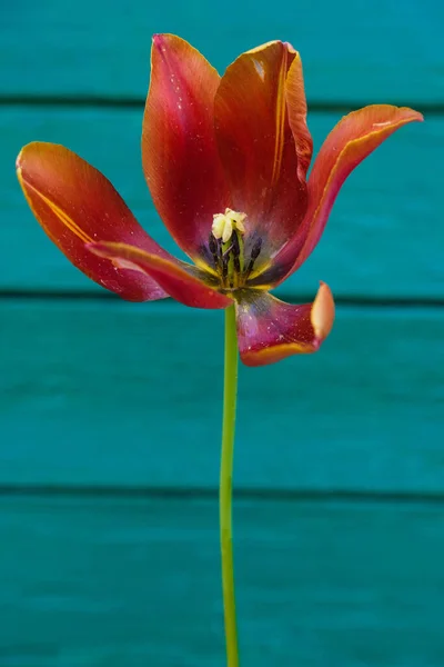 Tulip Lush Lava Color Полном Расцвете Деревянном Темно Бирюзовом Фоне — стоковое фото