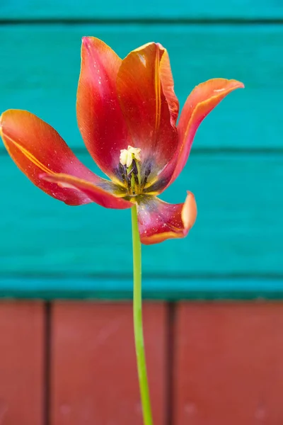 Tulip Lush Lava Color Полном Расцвете Фоне Деревянной Стены Загородного — стоковое фото