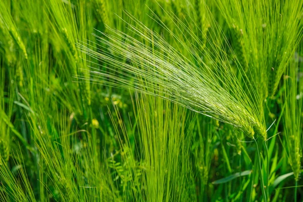 Ears Rye Background Rye Field Golden Hour Ukraine Copy Space — Stock Photo, Image