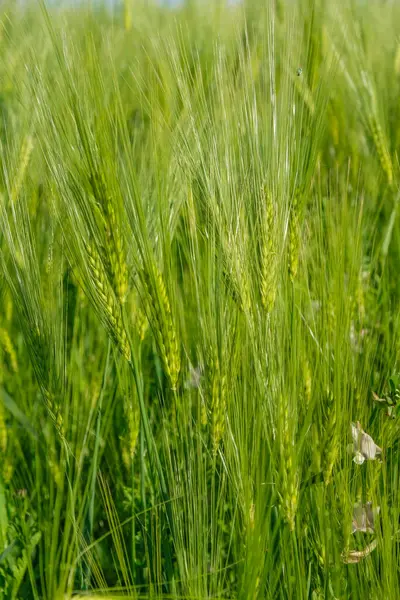 乌克兰人金色的时刻 黑麦田背景上的黑麦片 复制空间 垂直图像 — 图库照片