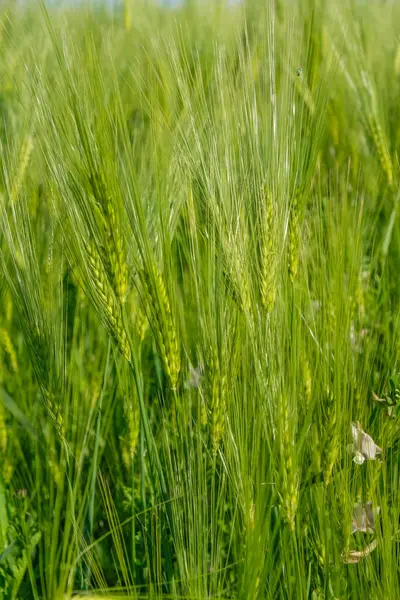 Roggen Ähren Auf Dem Hintergrund Eines Roggen Feldes Zur Goldenen — Stockfoto