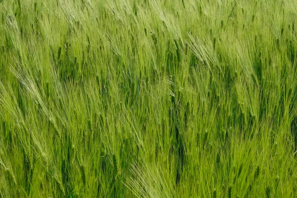 Die Oberfläche Eines Roggenfeldes Zur Goldenen Stunde Der Ukraine Kopierraum — Stockfoto