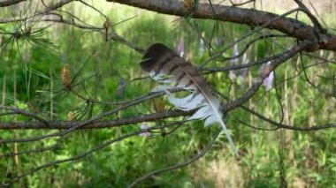 The feather of a bird buteo buteo that he lost in the woods. Feather on a pine branch on a windy day. Ukraine.