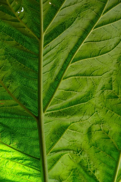 Structuur Textuur Van Rabarber Blad Bovenaanzicht Begrepen Ruimte Verticaal Beeld — Stockfoto