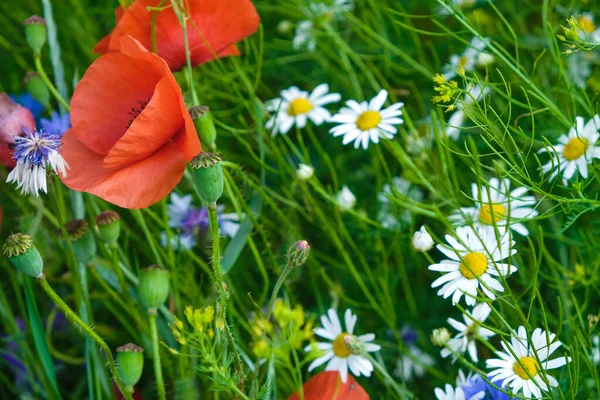 Superficie Las Flores Silvestres Ucrania Día Soleado Verano — Foto de Stock