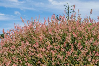 Japon söğüdü. Salix integra Hakuro-Nishiki bahçede. Mavi arka planda pembe söğüt ağacı. Boşluğu kopyala.