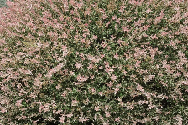 Japanse Wilg Salix Integra Hakuro Nishiki Tuin Feestelijke Natuurlijke Roze — Stockfoto