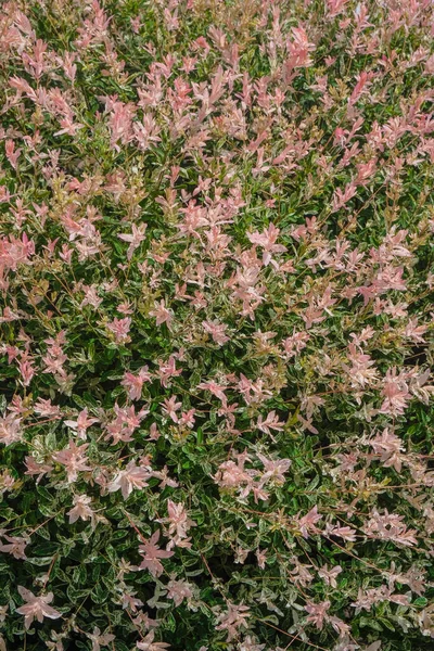 Japanese Willow Salix Integra Hakuro Nishiki Garden Festive Natural Pink — Stock Photo, Image