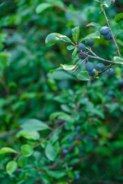 Deniz mavisi arkaplanındaki dikenli dutlar. Uzayı kopyala Dikey resim.