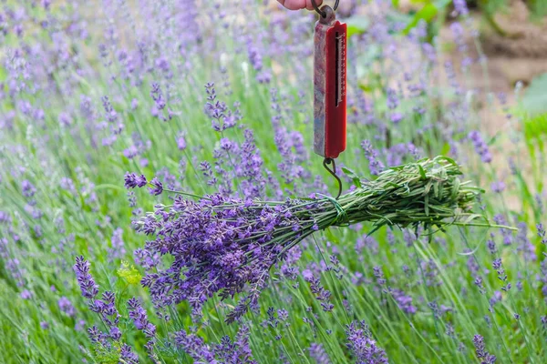 Ramo Lavanda Fresca Sobre Peso Primaveral Sobre Fondo Del Césped — Foto de Stock