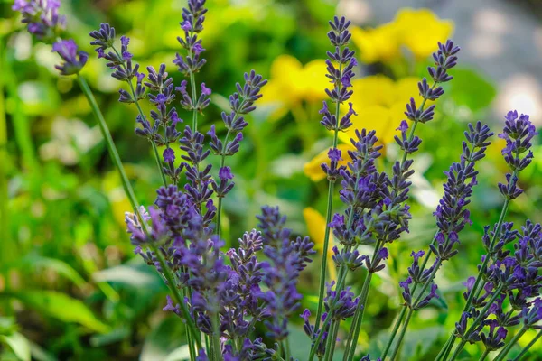 Flores Vívidas Multicolores Jardín Ucraniano — Foto de Stock