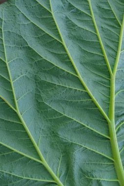 Rubarb yaprağının yapısı ve dokusu. Aşağıda. Üst Manzara. Dikey resim.