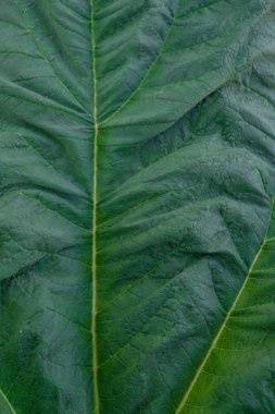 Rubarb yaprağının yapısı ve dokusu. Üst Manzara. Dikey resim.