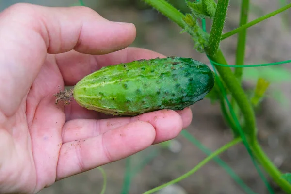 Pequeno Pepino Fresco Mão Humana Jardim Ucrânia Conceito Casa Crescente — Fotografia de Stock