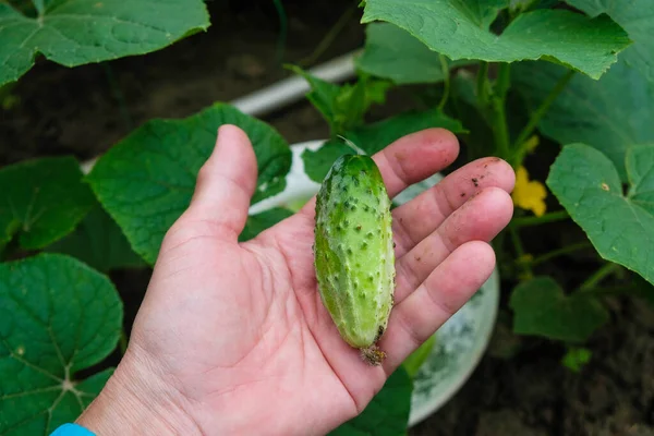 Pequeno Pepino Fresco Uma Palma Humana Jardim Ucrânia Conceito Casa — Fotografia de Stock