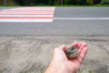 Karşıdan karşıya geçerken arka planda insan avucundaki gri piliç. Yol kenarındaki yavru kuşlar. Doğa koruma kavramı. Uzayı kopyala Yol güvenliği kavramı.