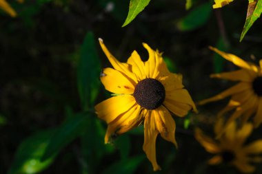 Rudbeckia çiçekleri çiçek açmış. Karanlık bir görüntü. Üst görünüm.
