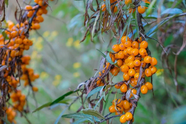 Sea Buckthorn Hippophae Branch Blurred Foggy Background — Stock Photo, Image
