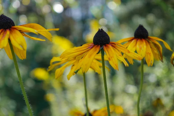 Квіти Рудбекії Розквітають Розмитому Фоні — стокове фото