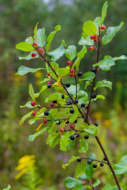Siyah ve kırmızı dutlu kızılağaç dalları (Frangula alnus). Böğürtlen üstüne yağmur. Dikey resim.