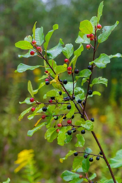 Siyah ve kırmızı dutlu kızılağaç dalları (Frangula alnus). Böğürtlen üstüne yağmur. Dikey resim.