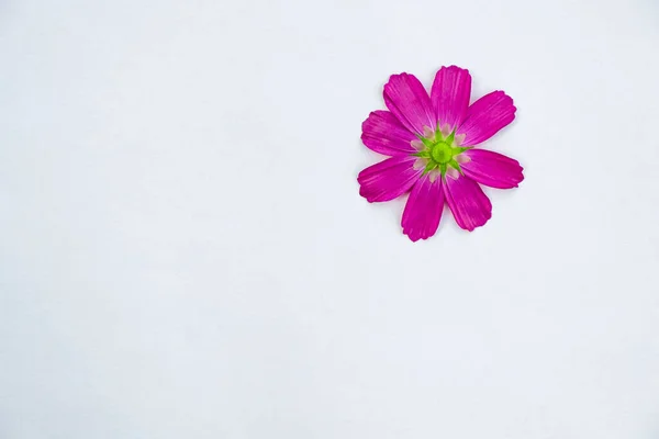 Une Fleur Rose Sur Fond Blanc Espace Copie Minimalisme — Photo