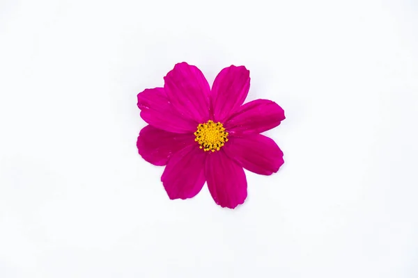 Une Fleur Cosméa Violette Sur Fond Blanc Copiez Espace Minimalisme — Photo