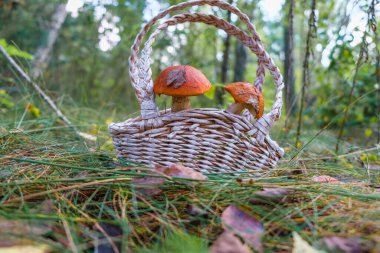 Orman zemininde mantarlı sepet. Ukrayna doğası.