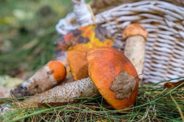 Hasır sepetin arkasında turuncu kapaklı yenilebilir bir mantar. Volyn doğası.