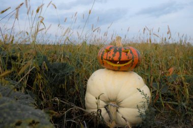 Cadılar Bayramı sembolü Balkabağı feneri. İyi akşamlar balkabağı tarlası.