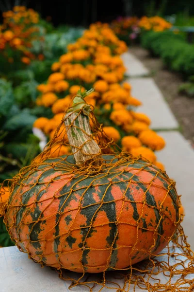 Abóbora Madura Uma Bolsa Vime Laranja Fundo Flores Jardim Laranja — Fotografia de Stock