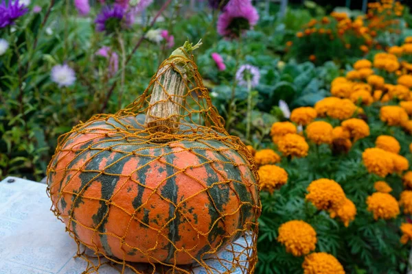 Abóbora Madura Uma Bolsa Vime Laranja Fica Banquinho Jardim Outono — Fotografia de Stock