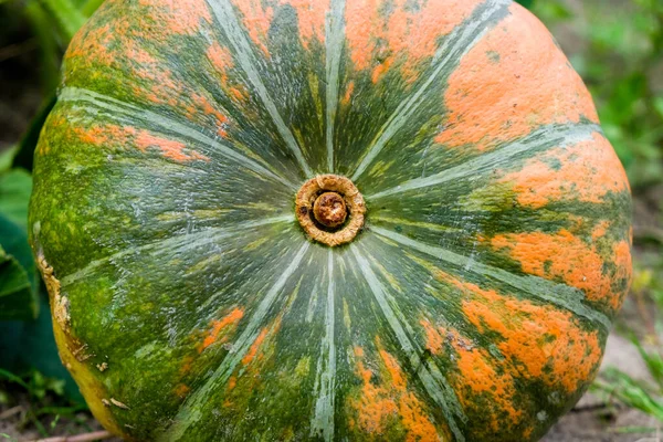 Zelená Oranžová Dýně Struktura Slupek Zeleniny Zralý Squash Detailní Fotografie — Stock fotografie